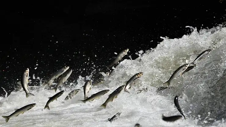 Prof. Dr. Alaeddinoğlu: İnci kefalinin nesli ciddi tehdit altında