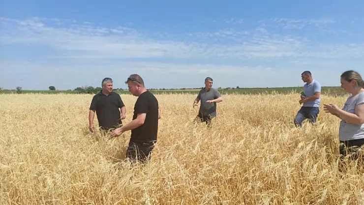 Sağanak yağış ve dolu tarım arazilerine zarar verdi