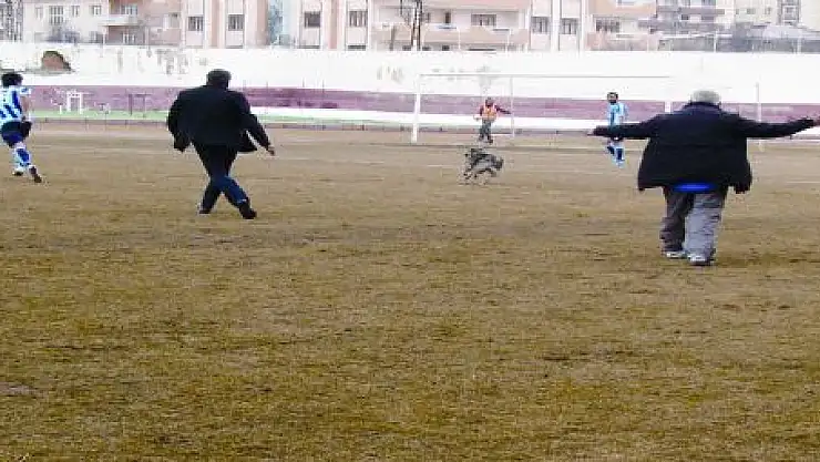 KÖPEK SAHAYA İNDİ