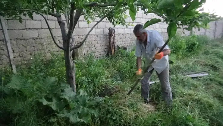 Salyangozlar vatandaşları tedirgin ediyor