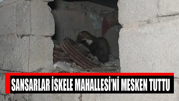 Sansarlar İskele Mahallesi'ni mesken tuttu