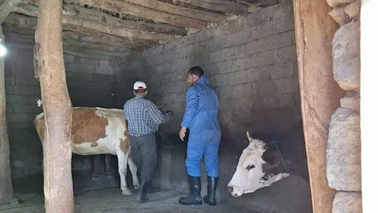 Şap aşısı çalışmaları aralıksız sürüyor