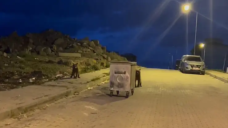 Sarıkamış'ta görüntülendiler