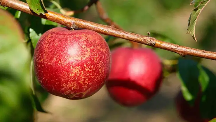 Şeftalinin 120 çeşidiyle 'koleksiyon bahçesi' oluşturdular