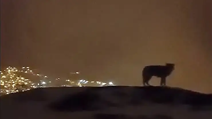 Şehri izlerken kameralara yansıdı