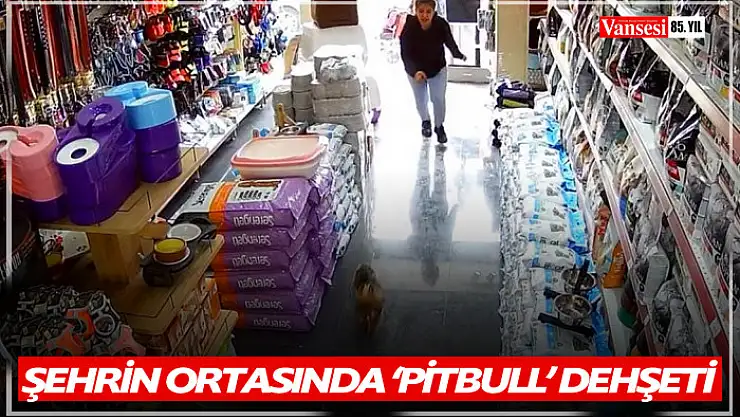 Şehrin ortasında 'Pitbull' vahşeti