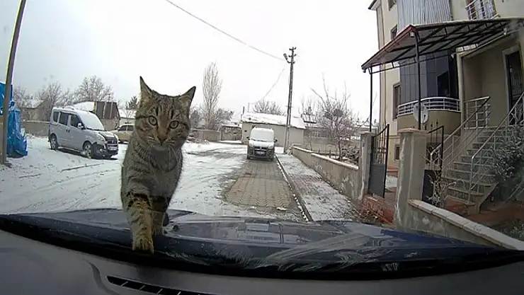Sevimli kedi araç kamerasında