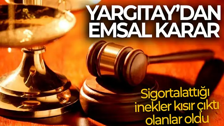 Sigortalattığı inekler kısır çıktı, olanlar oldu