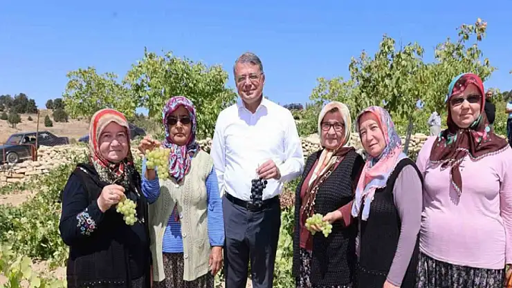 Silifke'de sofralık üzüm hasadı başladı