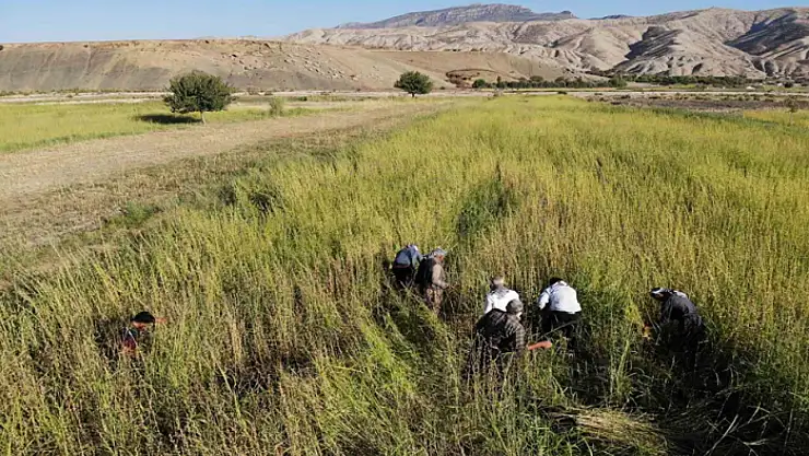 Şırnak'ta 5 bin dekar alandan 300 ton susam rekoltesi bekleniyor