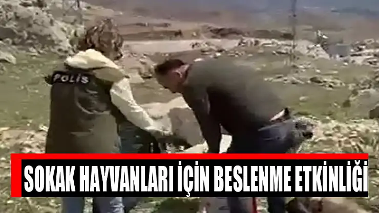Sokak hayvanları için beslenme etkinliği