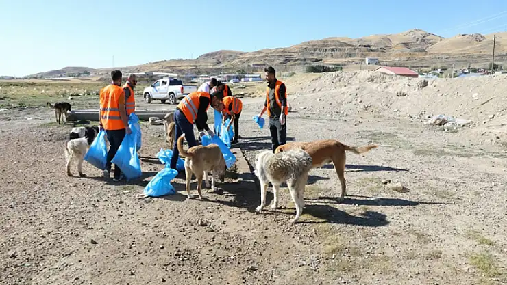 Sokak hayvanları için farkındalık etkinliği