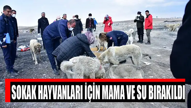 Sokak hayvanları için mama ve su bırakıldı