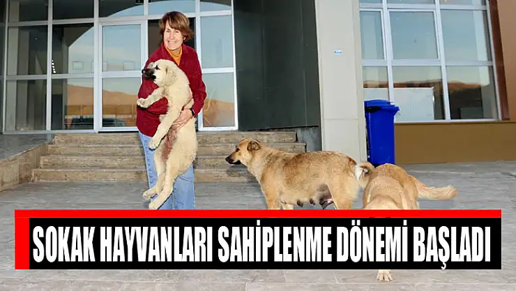 Sokak hayvanları sahiplenme dönemi başladı