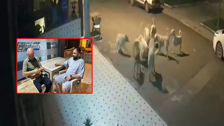 Sokak köpekleri kedi ve 2 yavrusunu dakikalar içinde parçaladı