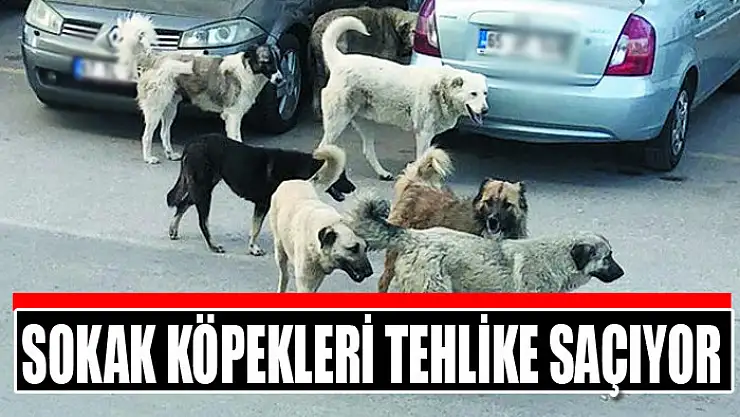 Sokak köpekleri tehlike saçıyor