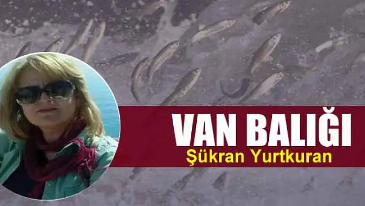 Van balığı