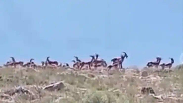Sürü halindeki yaban keçileri görüntülendi