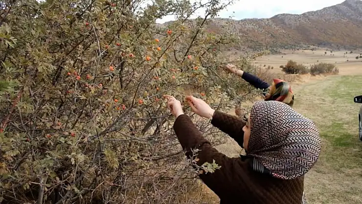 Tatvan'da alıç hasadı