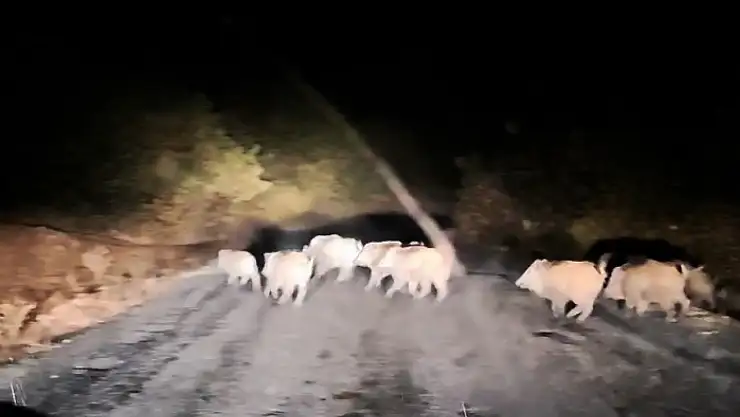 Tatvan'da domuz sürüsü görüntülendi