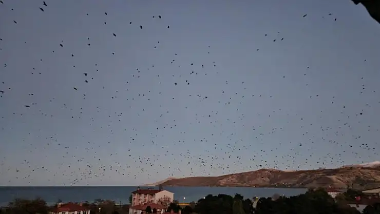 Tatvan'da gökyüzü kargalarla karardı