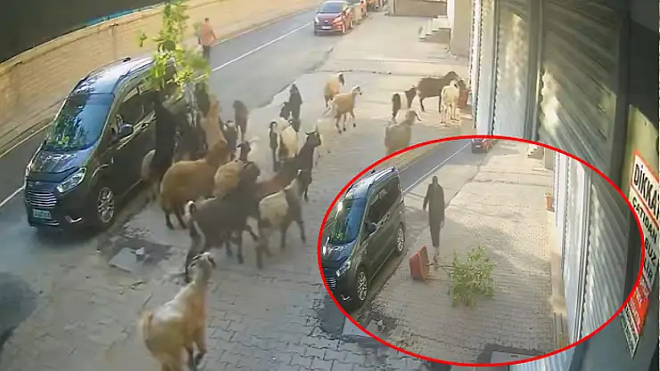 Tatvan'da keçinin inadı limon ağacını devirdi