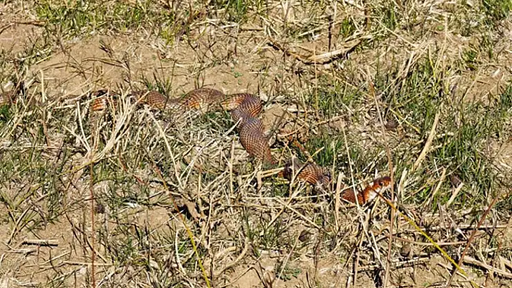 Tatvan'da nadir görülen kırmızı yılan görüntülendi