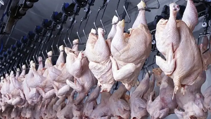 Tavuk eti üretimi aylık yüzde 1,4 arttı