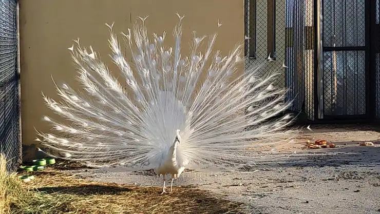 Tavus kuşları Van'ı sevdi