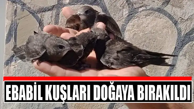 Tedavileri tamamlanan Ebabil kuşları doğaya bırakıldı