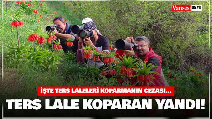 Ters lale koparanlara 244 bin 314 lira ceza