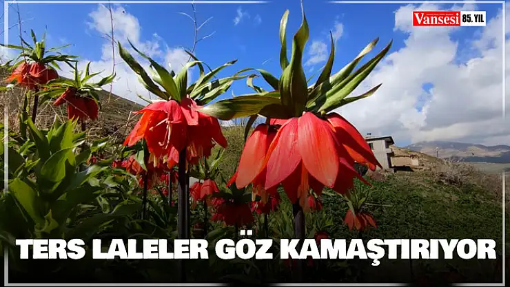 Ters laleler göz kamaştırıyor