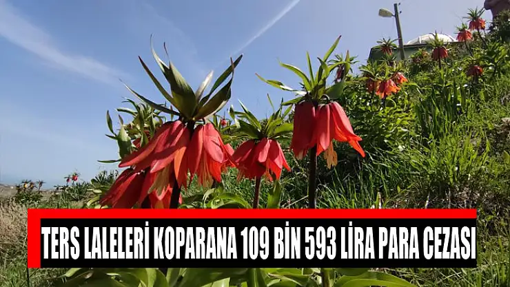 Ters laleleri koparana 109 bin 593 lira para cezası
