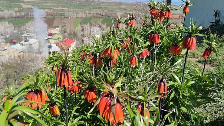 Ters laleleri koparmanın cezası 244 bin 314 lira