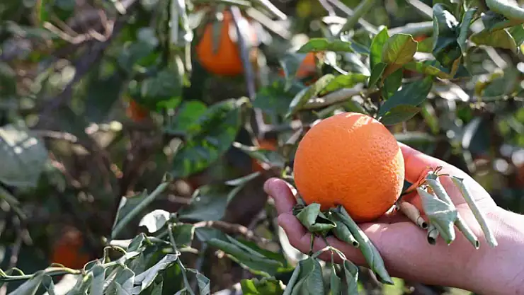 Tescilli portakalı da don vurdu, binlerce fidan kurumaya başladı