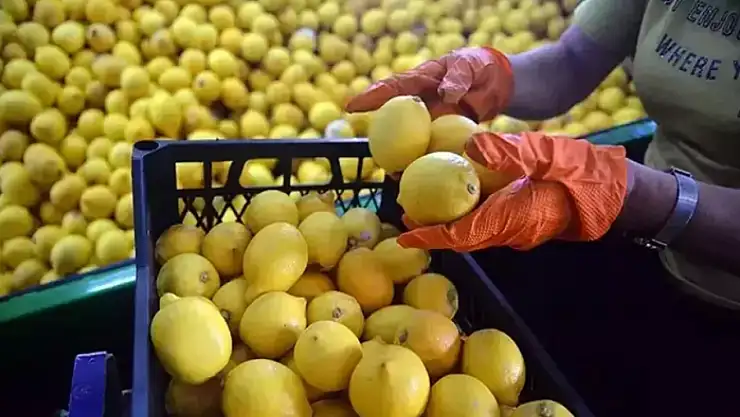 Ticaret Bakanlığı'ndan limon ve elmaya ihracat düzenlemesi