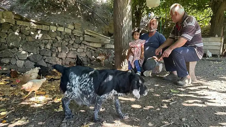Tilkiler kümeslere dadandı, aileler gündüz nöbette
