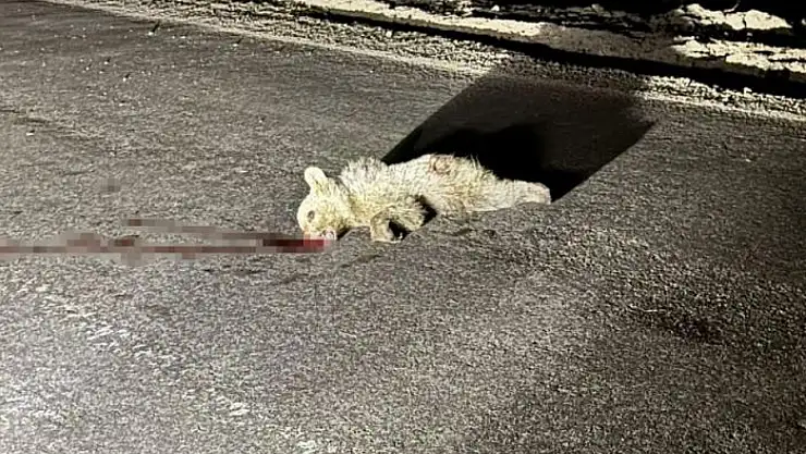 Tunceli'de aracın çarptığı yavru ayı telef oldu