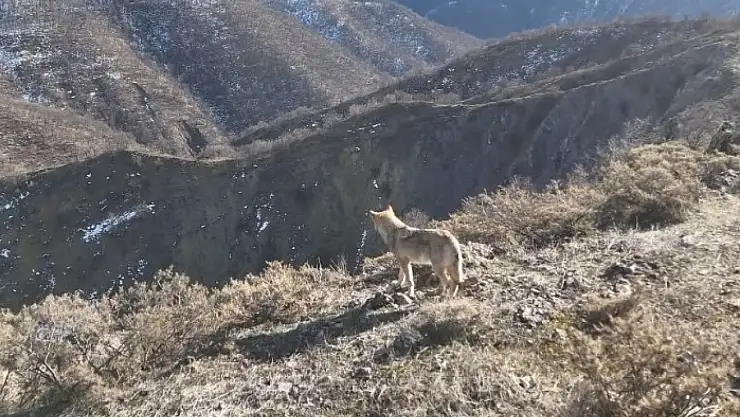 Tunceli Munzur Vadisi'nde yiyecek arayan kurt dron ile görüntülendi