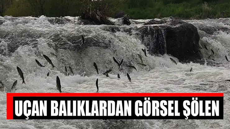 Uçan balıklardan görsel şölen