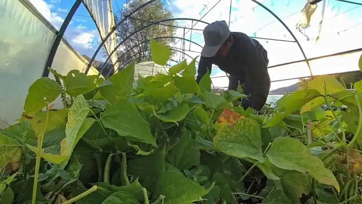 Ünlü şeflerin vazgeçilmez lezzeti: İspir Fasulyesi dünyayı fethediyor