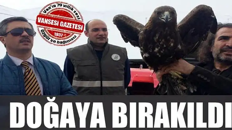 Van'da tedavileri tamamlanan 2 kaya kartalı doğaya salındı