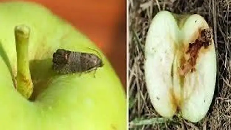 Üreticilere elma kurdu uyarısı