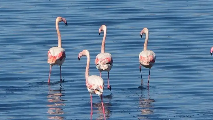 Urmiye Gölü kuruyunca flamingolar Van'a akın etti