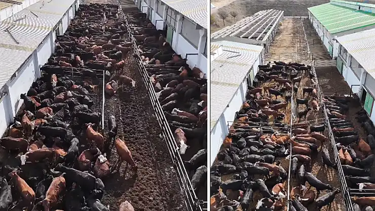 Vali Balcı: Düve Üretim Merkezi Van'a hayırlı olsun!