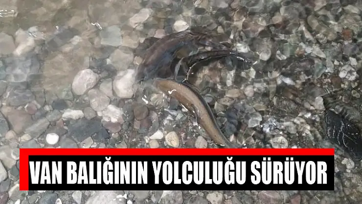 Van balığının yolculuğu sürüyor