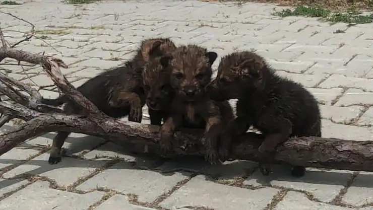 Van'da 4 kurt yavrusuna kreş hizmeti