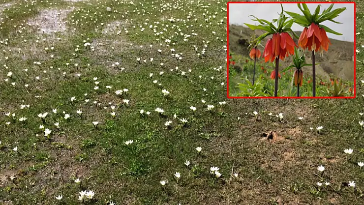 Van'da açan ters laleler ile kardelenler doğayı süsledi