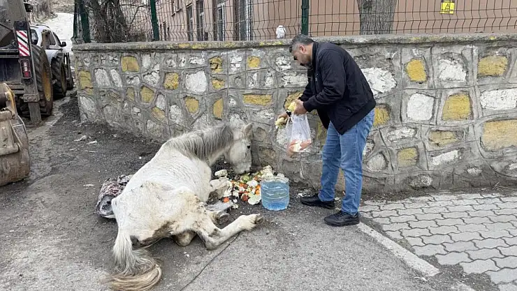 Van'da açlık ve yorgunluktan yere yığılan katır hayata tutundu