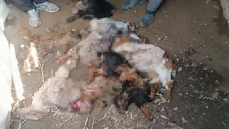 Van'da ahıra giren ayı, 20 keçiyi telef etti